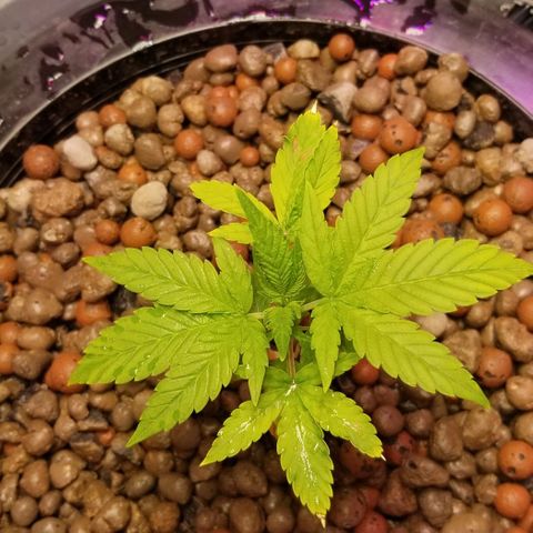 SSH1 growlog photo: Really looking much healthier. Looking beautiful!!