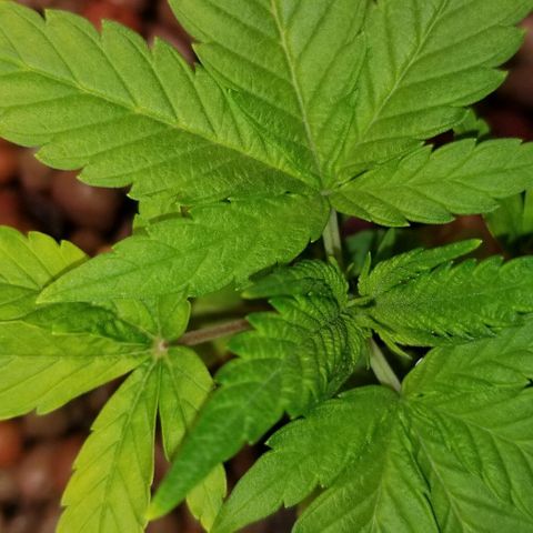 SSH1 growlog photo: Really looking much healthier. Looking beautiful!!