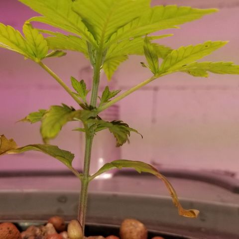 SSH1 growlog photo: Really looking much healthier. Looking beautiful!!