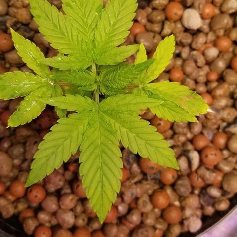 SSH1 growlog photo: Really looking much healthier. Looking beautiful!!
