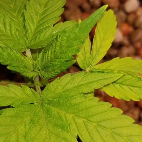 SSH1 growlog photo: Really looking much healthier. Looking beautiful!!