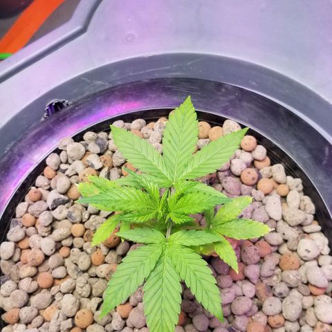 SSH1 growlog photo: Looking beautiful 