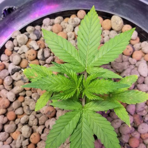SSH1 growlog photo: Looking beautiful 