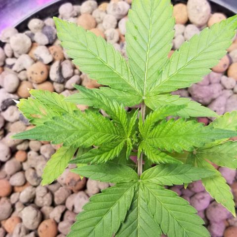 SSH1 growlog photo: Looking beautiful 