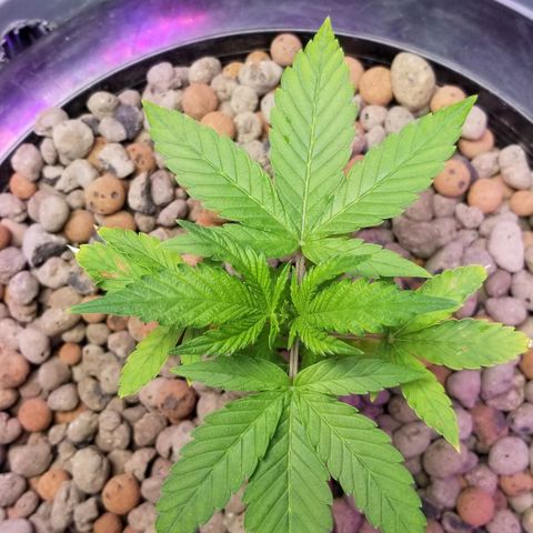 SSH1 growlog photo: Looking beautiful 