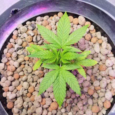 SSH1 growlog photo: Looking beautiful 