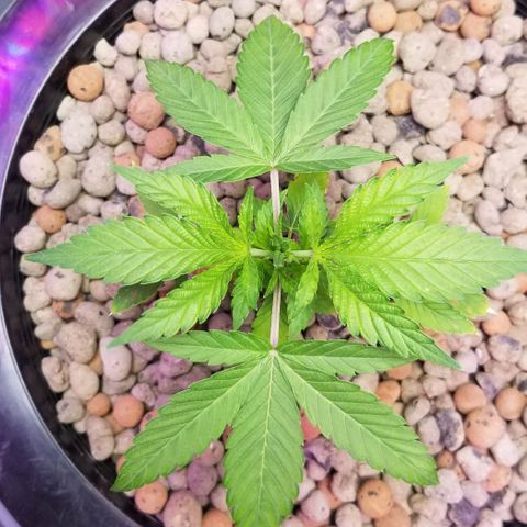 SSH1 growlog photo: Full dose,  week 1