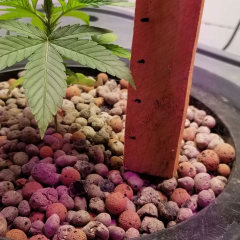 SSH1 growlog photo: Full dose,  week 1