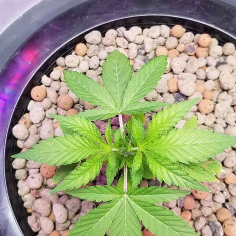 SSH1 growlog photo: Full dose,  week 1