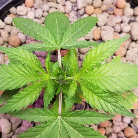 SSH1 growlog photo: Full dose,  week 1