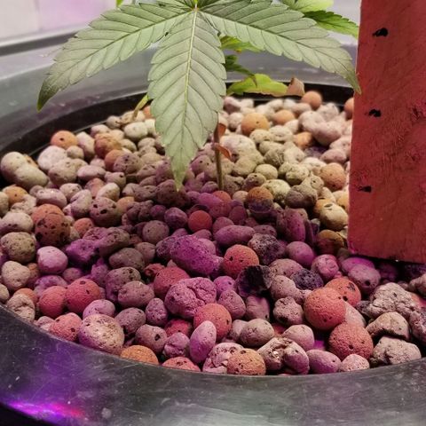 SSH1 growlog photo: Full dose,  week 1