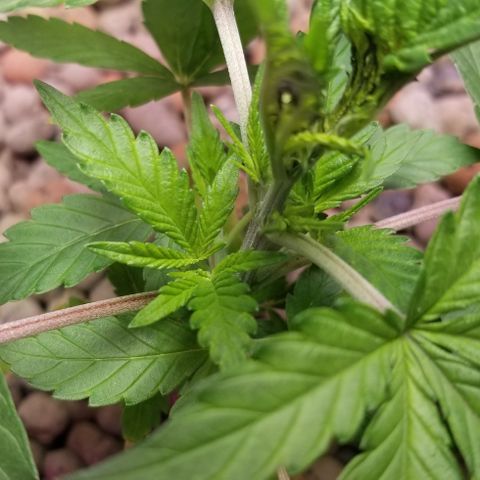 SSH1 growlog photo: Beautiful 