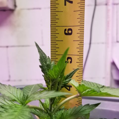 SSH1 growlog photo: Beautiful 