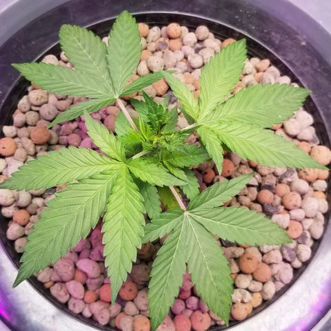SSH1 growlog photo: Beautiful 