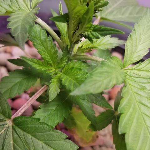 SSH1 growlog photo: Beautiful 