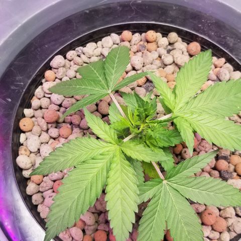 SSH1 growlog photo: Beautiful 