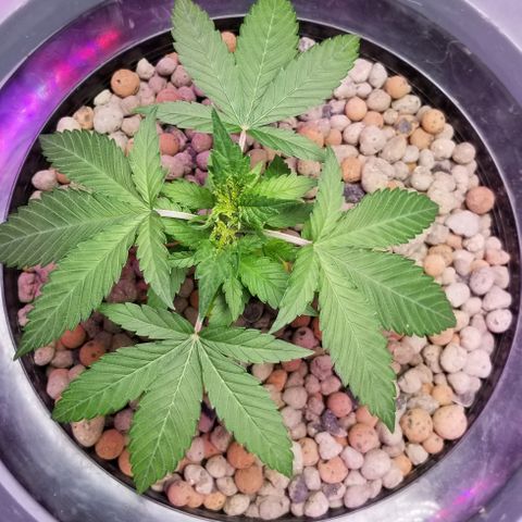 SSH1 growlog timeline photo