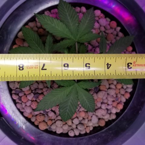 SSH1 growlog timeline photo