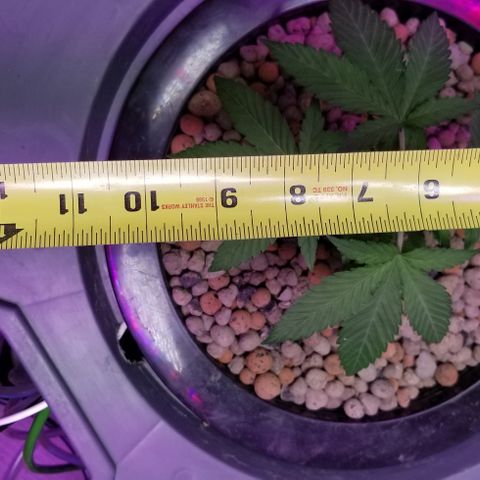 SSH1 growlog timeline photo