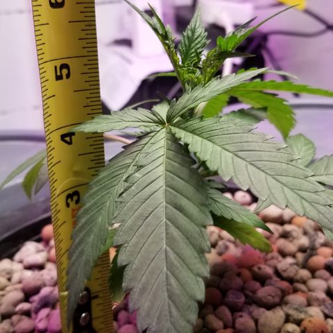 SSH1 growlog timeline photo