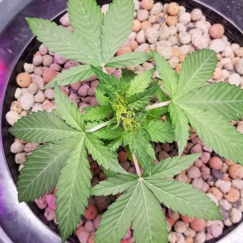 SSH1 growlog timeline photo