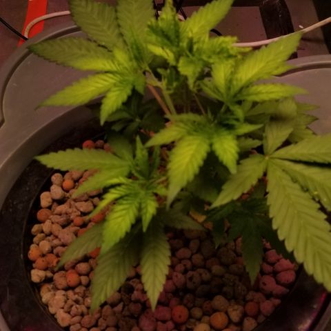 SSH1 growlog photo: Beautiful lady 