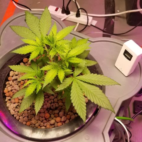 SSH1 growlog photo: Beautiful lady 