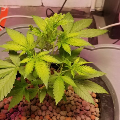 SSH1 growlog photo: Beautiful lady 