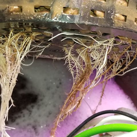 SSH1 growlog photo: Beautiful lady 