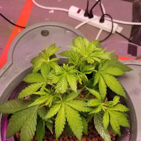 SSH1 growlog photo: Omg, she's looking beautiful 