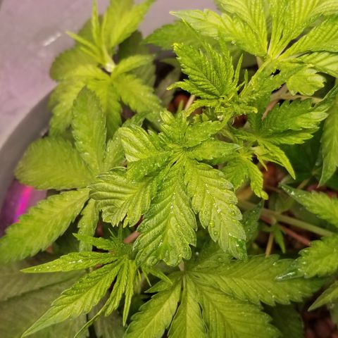 SSH1 growlog photo: Omg,beautiful 