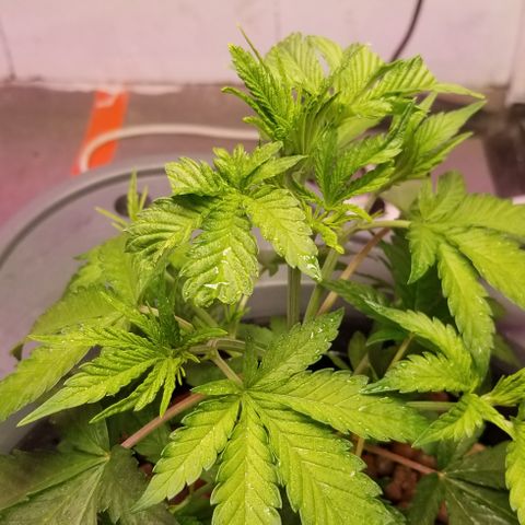 SSH1 growlog photo: Omg,beautiful 