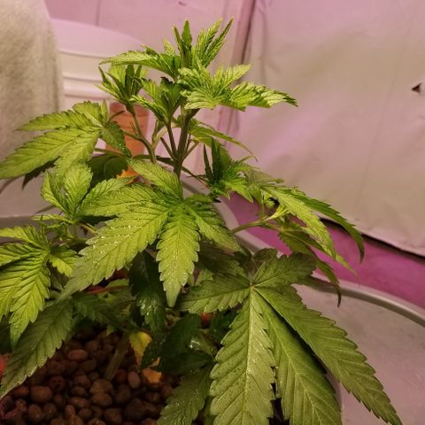 SSH1 growlog photo: Omg,beautiful 