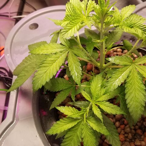 SSH1 growlog photo: Omg,beautiful 