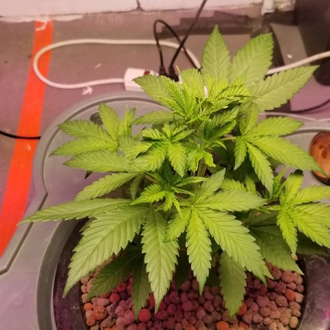 SSH1 growlog photo: Really looking great 