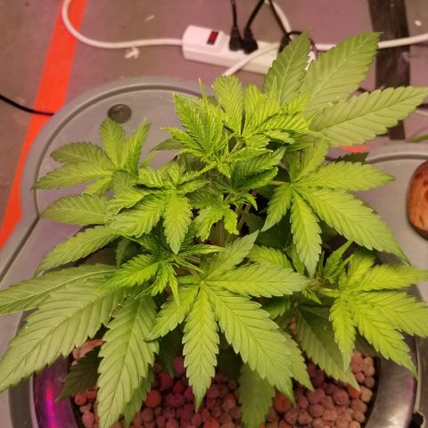SSH1 growlog photo: Really looking great 