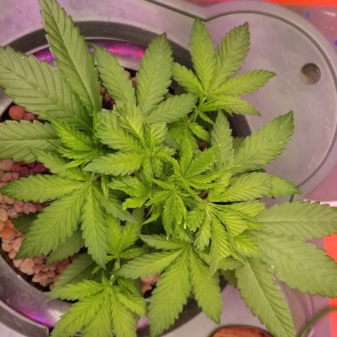 SSH1 growlog photo: Really looking great 