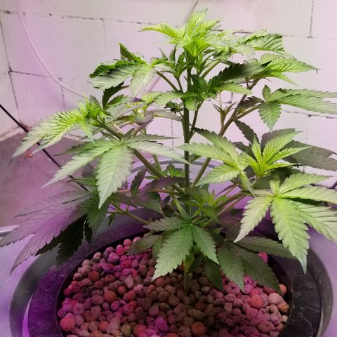 SSH1 growlog photo: 12" today, amazing