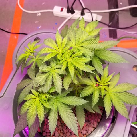 SSH1 growlog photo: 12" today, amazing