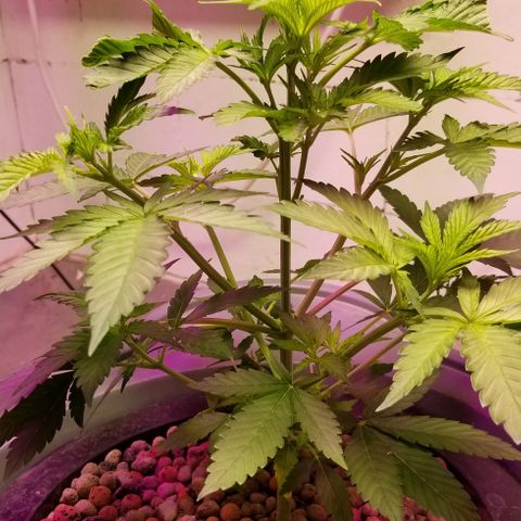 SSH1 growlog photo: 12" today, amazing
