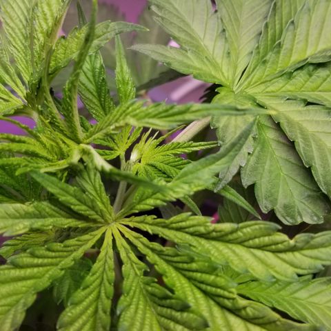 SSH1 growlog photo: Big smiles 