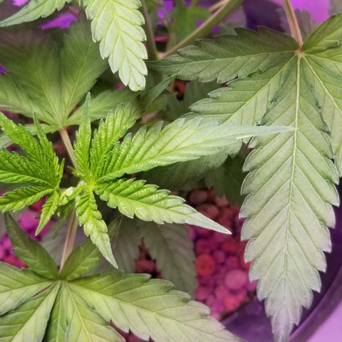 SSH1 growlog photo: Big smiles 