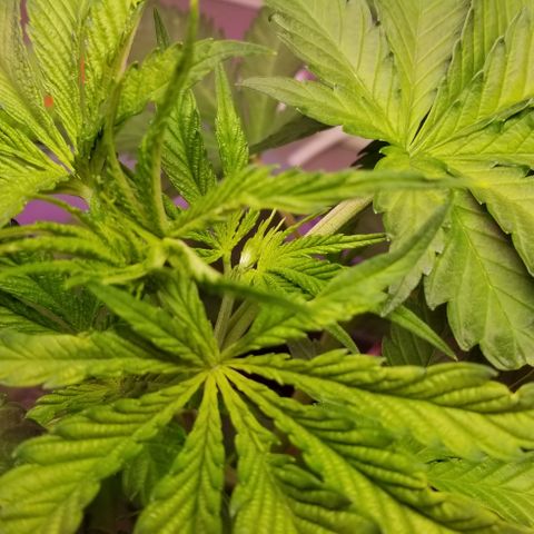 SSH1 growlog photo: Big smiles 