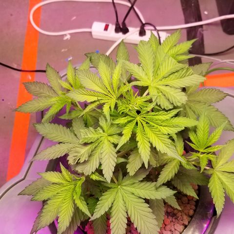 SSH1 growlog photo: Big smiles 