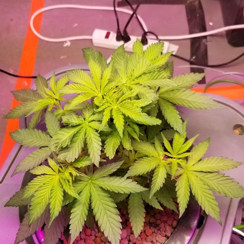 SSH1 growlog photo: Big smiles 