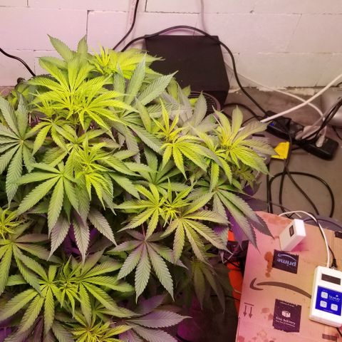 SSH1 growlog photo: Omg, just beautiful 