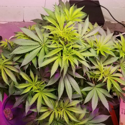 SSH1 growlog photo: Omg, just beautiful 