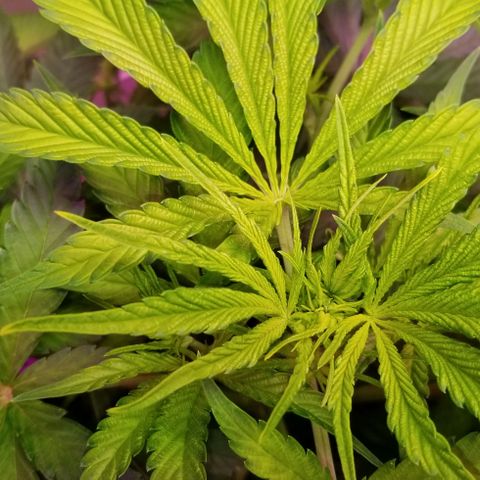 SSH1 growlog photo: Doing just fine 