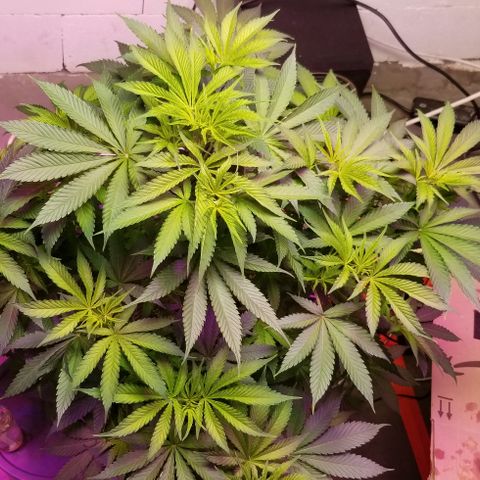 SSH1 growlog photo: Doing just fine 