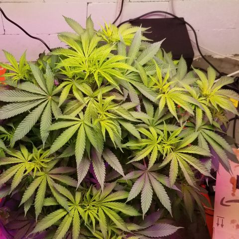 SSH1 growlog photo: Doing just fine 
